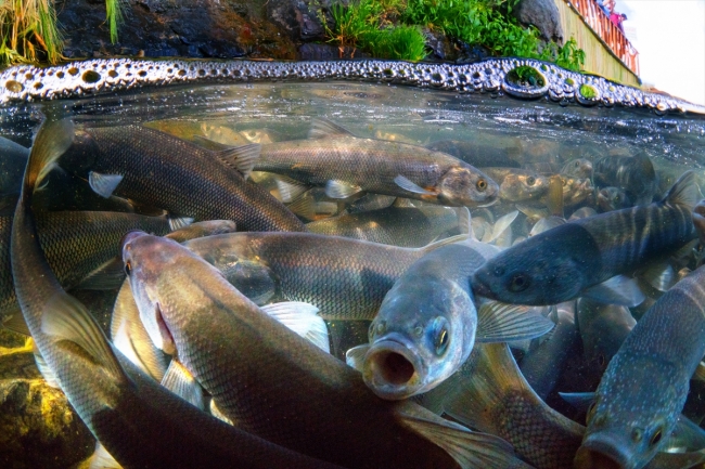İnci kefalinin zorlu yolculuğu su altı kamerasında